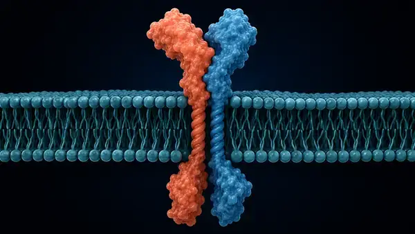 Innate repair receptor heteromer relevant to ARA-290 binding studies